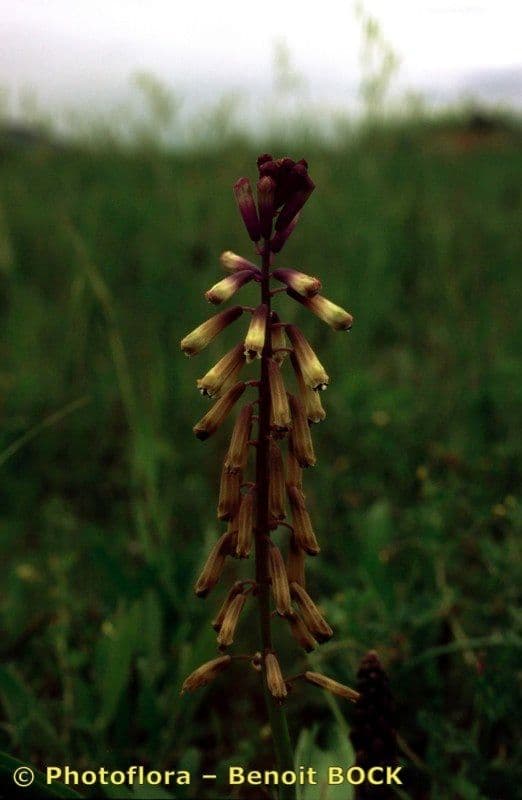 Bellevalia trifogliata 6