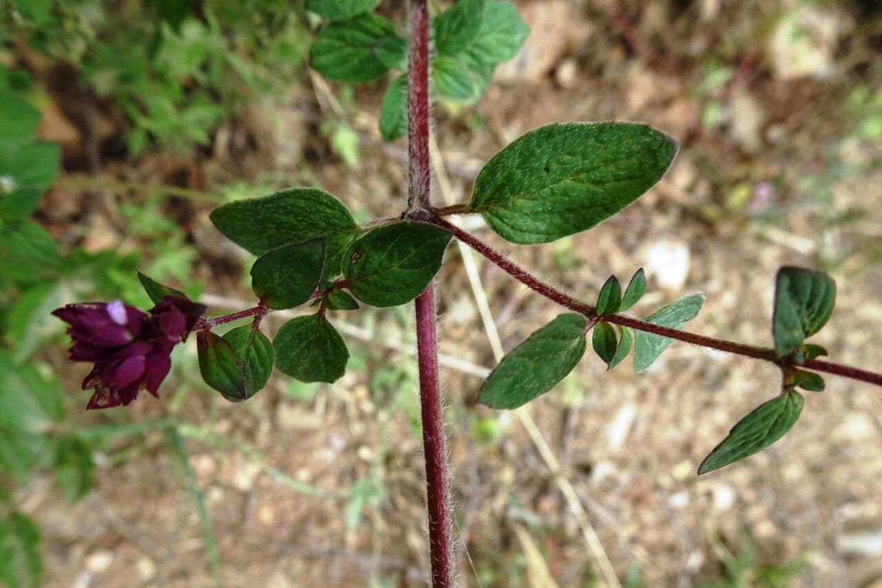 Oregano 28