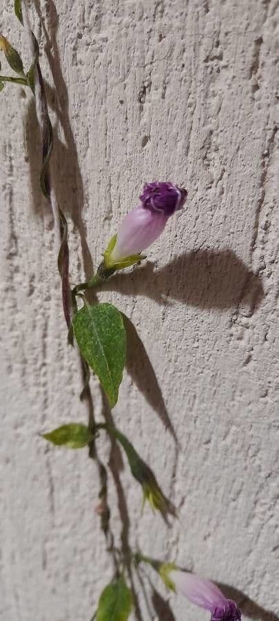 Ipomoea lacunosa 17