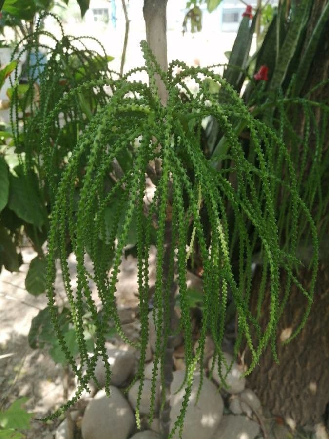 Palmier queue de poisson 17