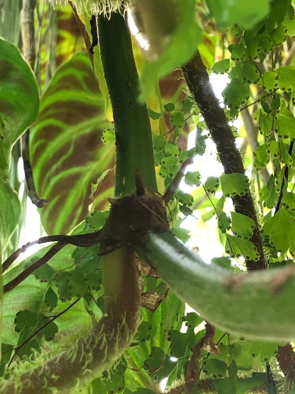 Warziger Philodendron 3