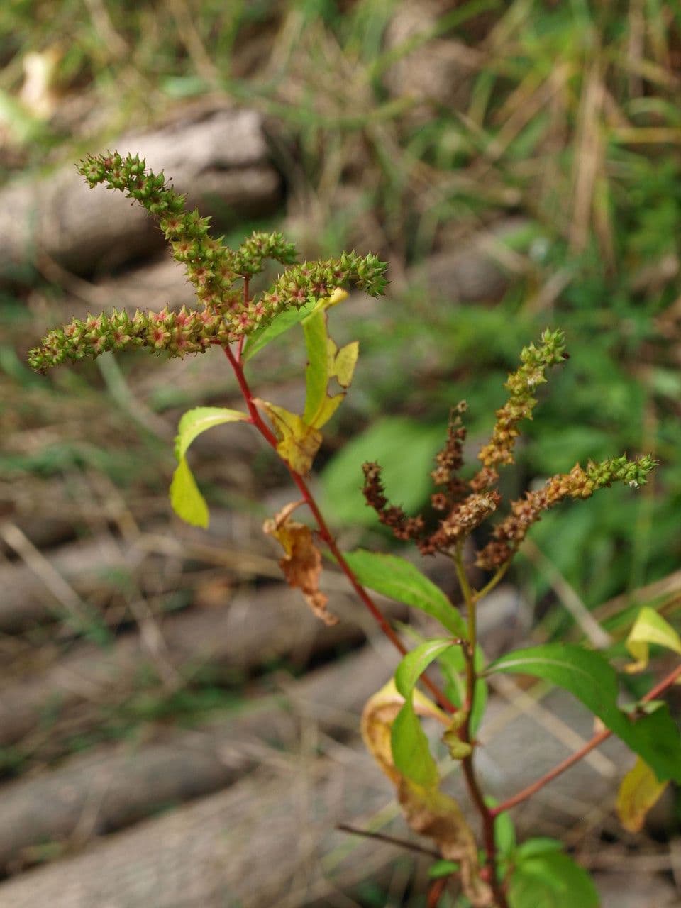Penthorum sedoides 10