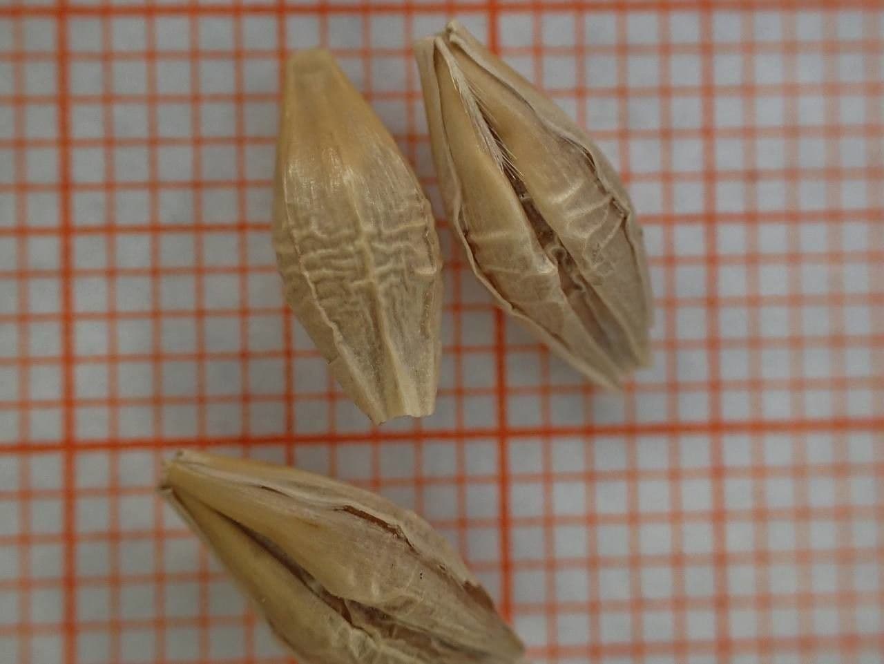 Orzo 28