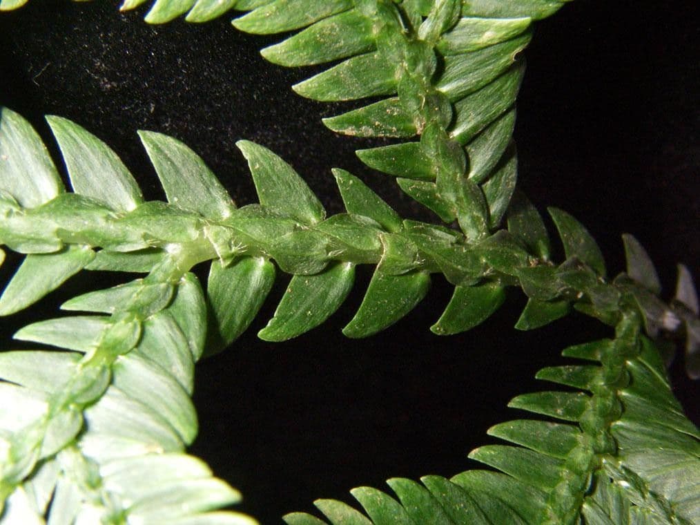 Selaginella oaxacana 2