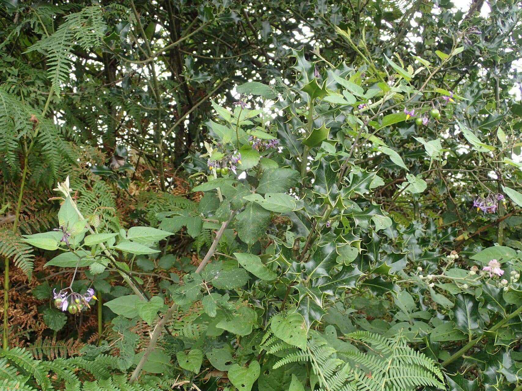 Dulcamara 28