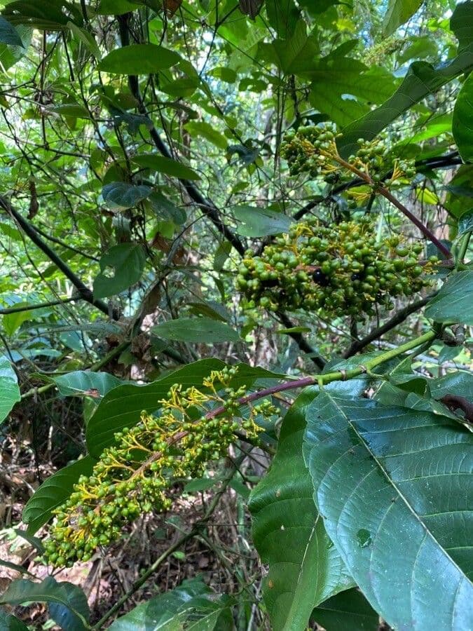 Palicourea 3