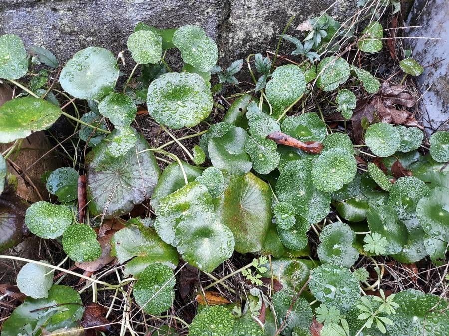 Hydrocotyle bonariensis 8