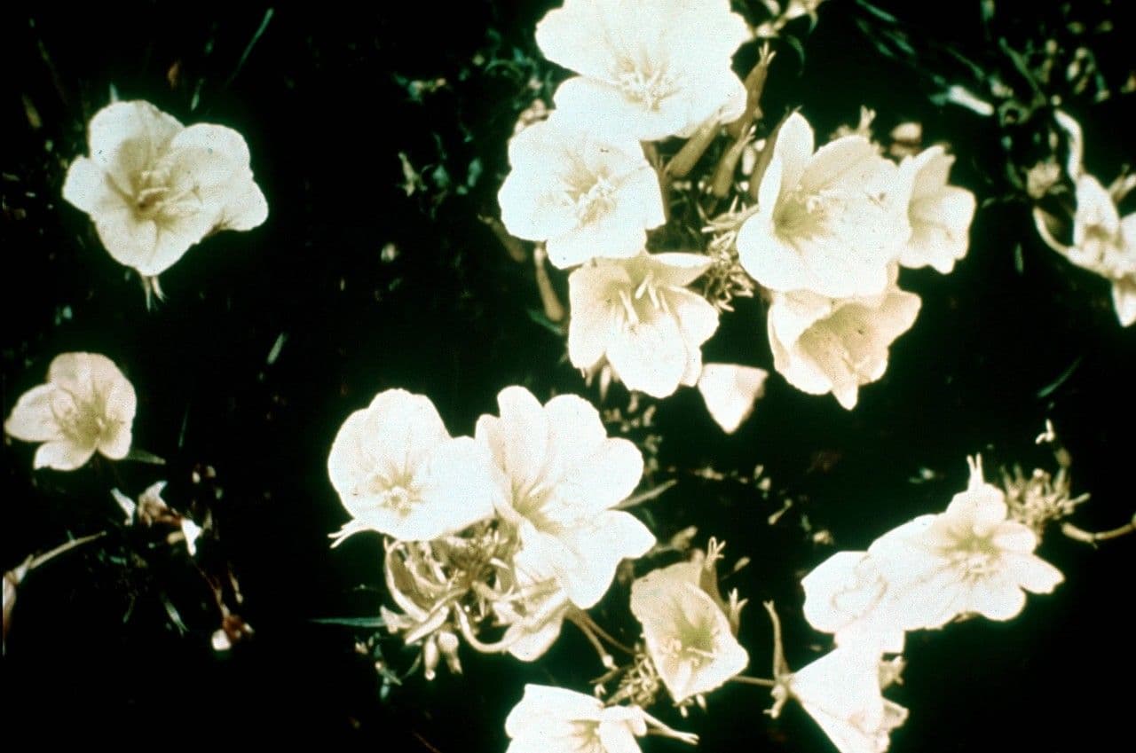 Enagra argillicola