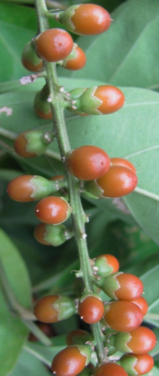 Citharexylum
