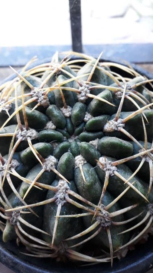 Cactus barbiche 7