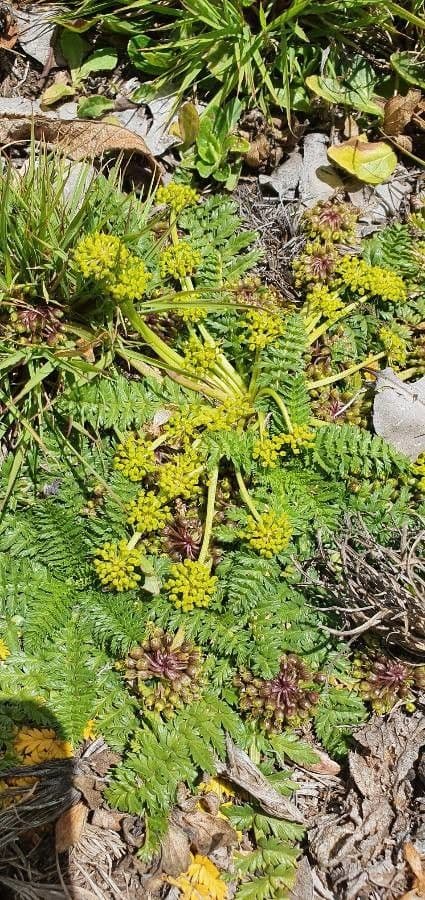 Haplosciadium abyssinicum 4