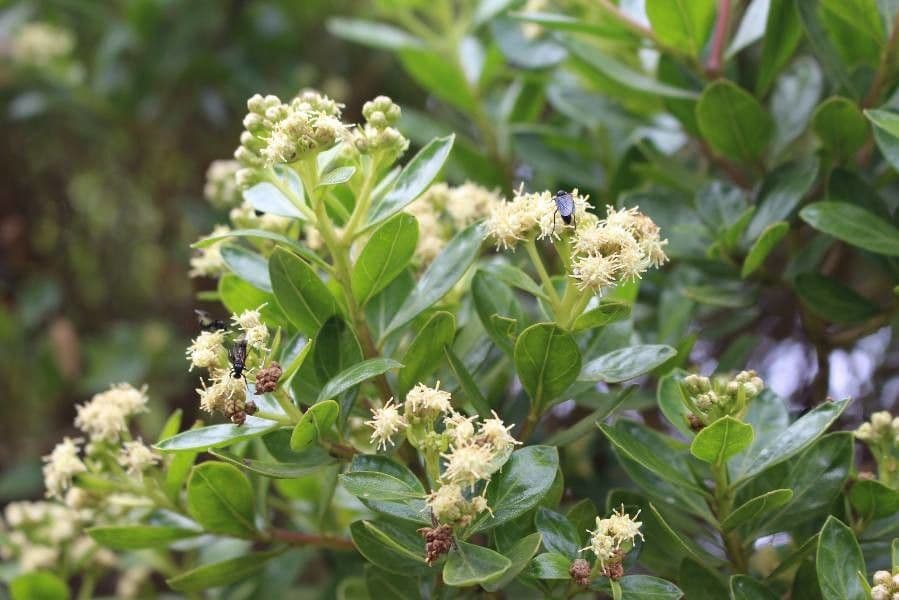 Baccharis