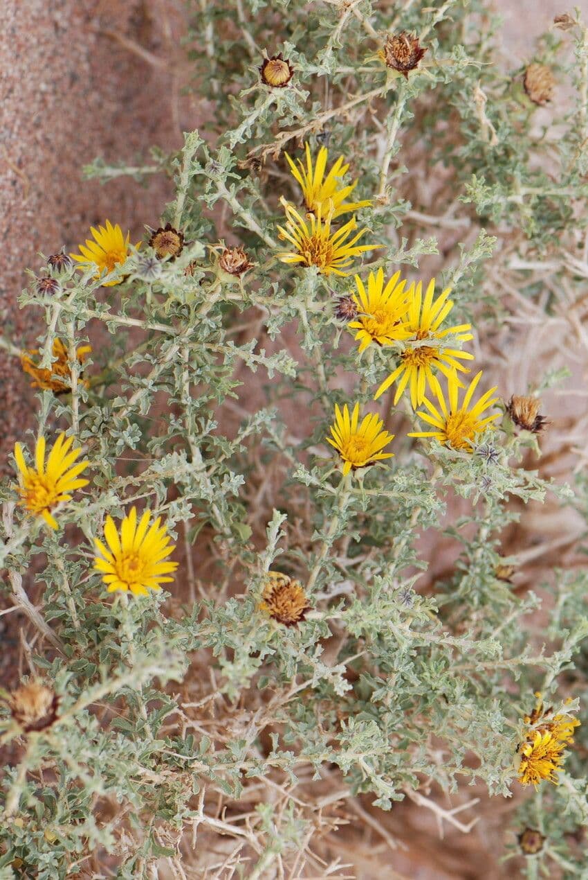 Anvillea 6