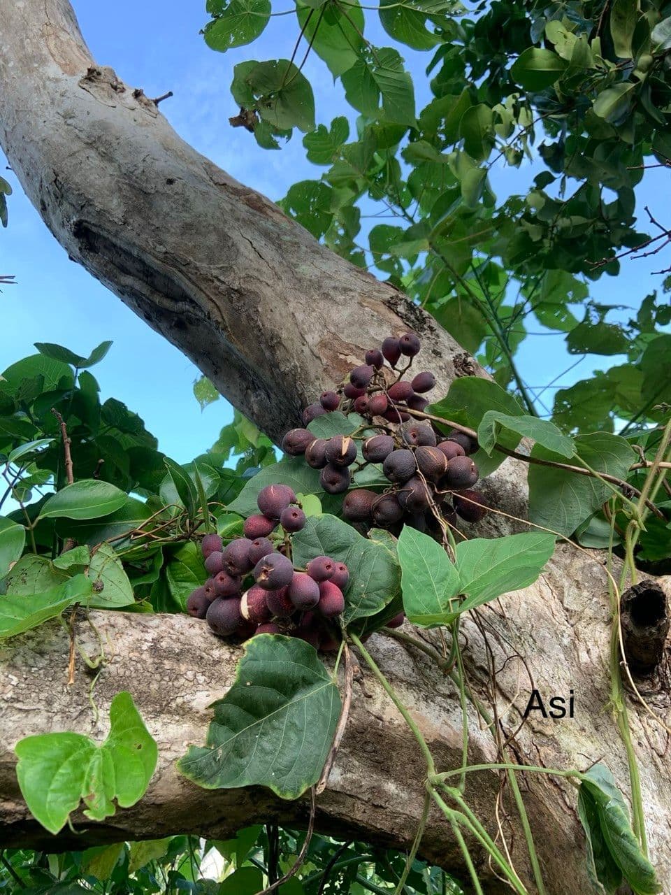 Syzygium