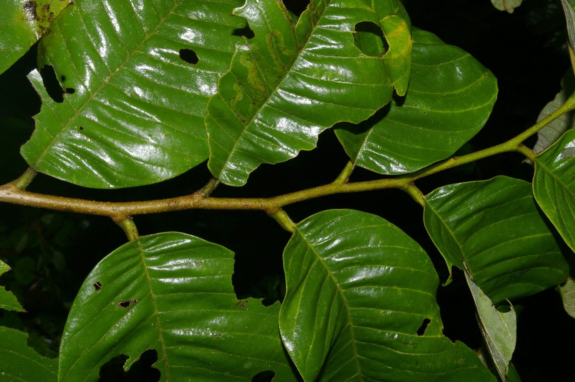 Annona