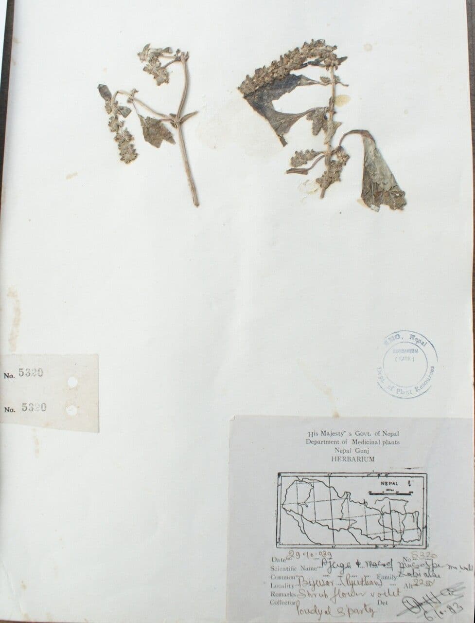 Ajuga 3