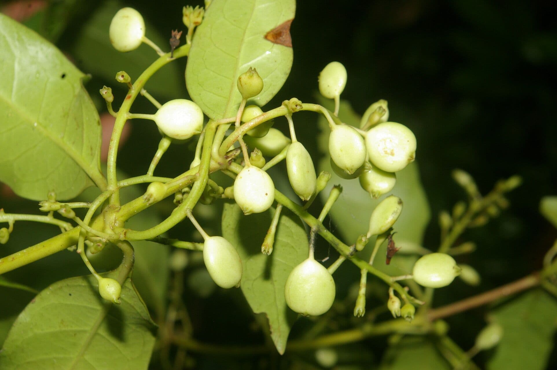 Chiococca 5