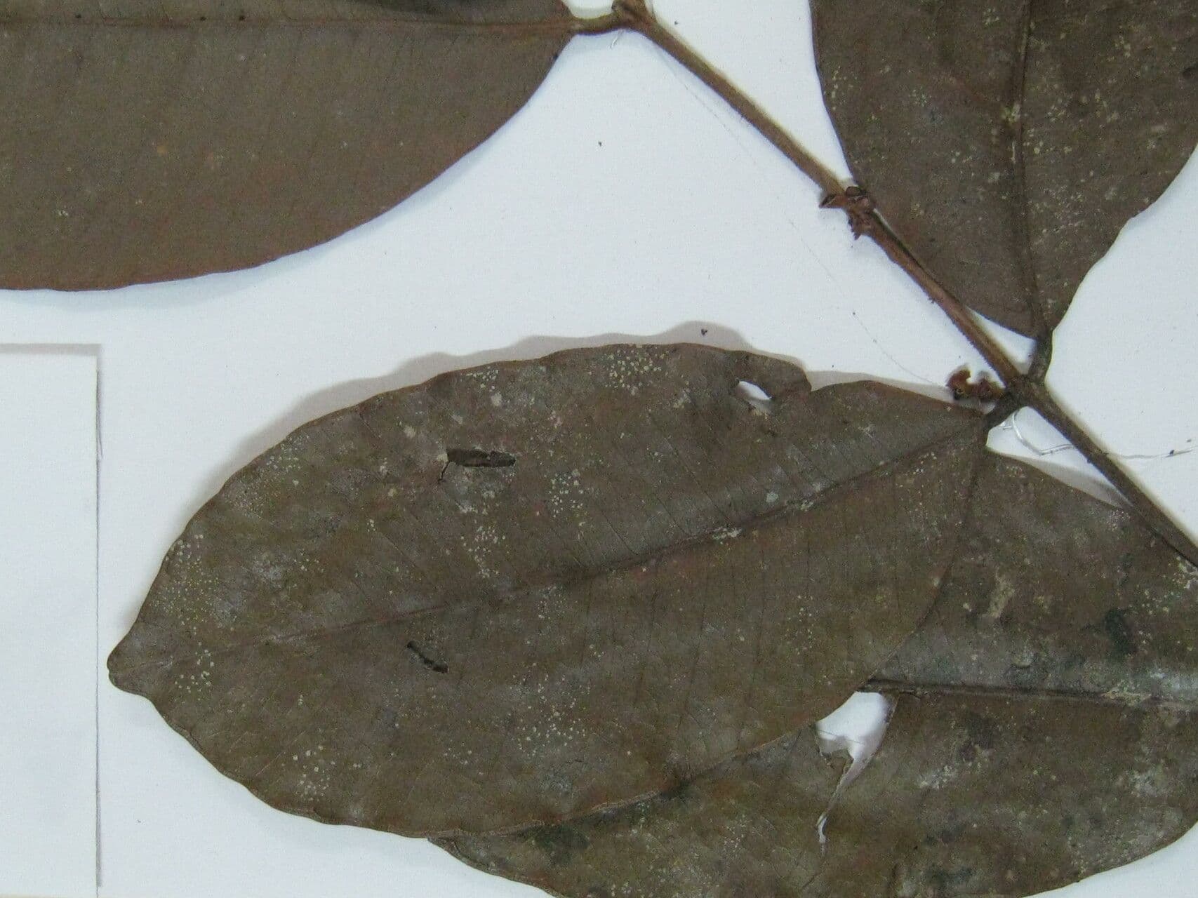 Calycorectes 8