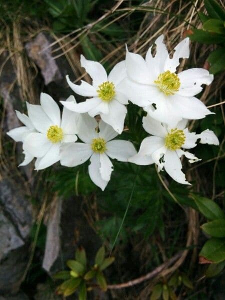 Anemone narcissiflora 9