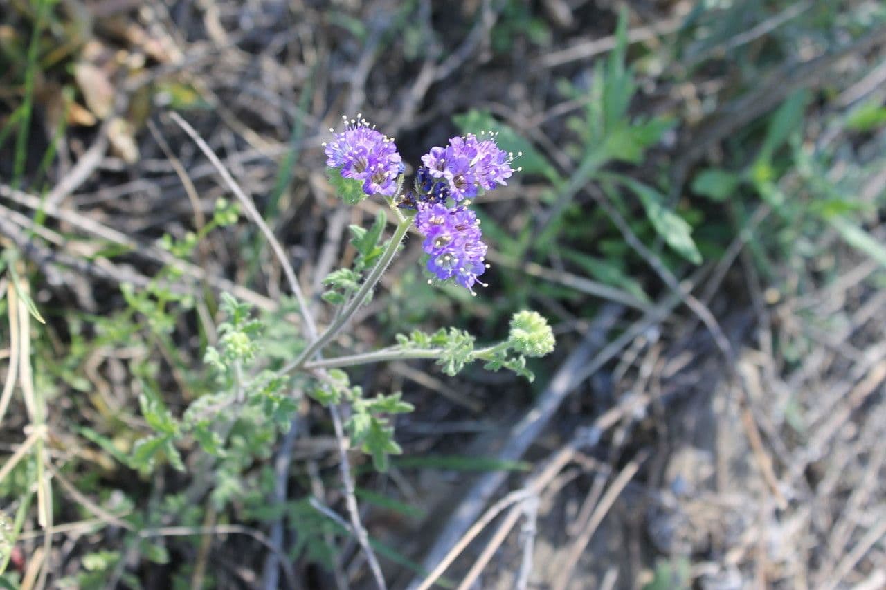Facelia zbita 8