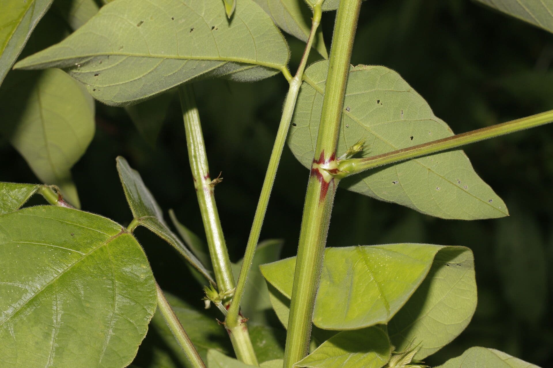 Desmodium distortum 8