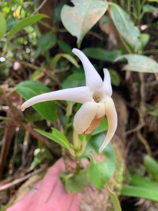 Atractocarpus