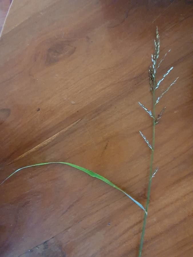 Eragrostis 15