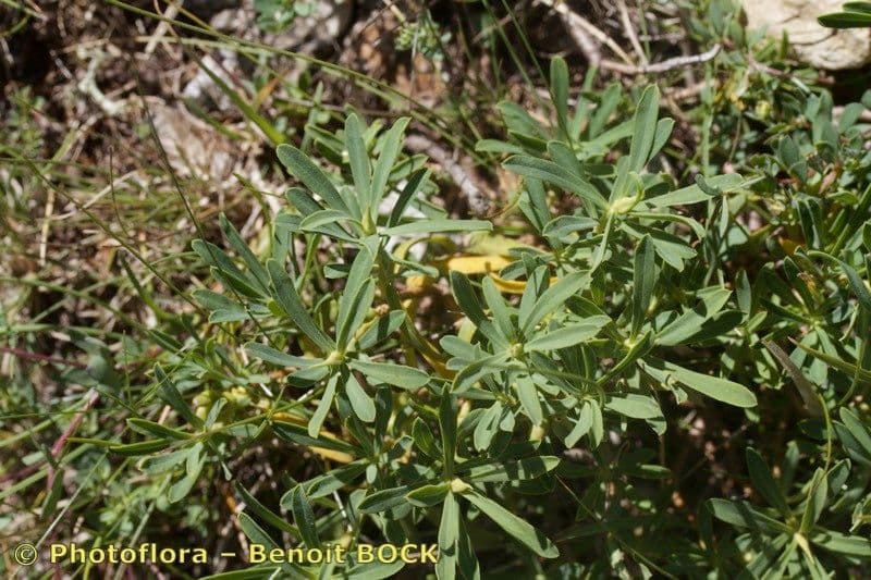 Dafne striata 10