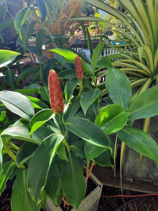 Costus spiralé 6