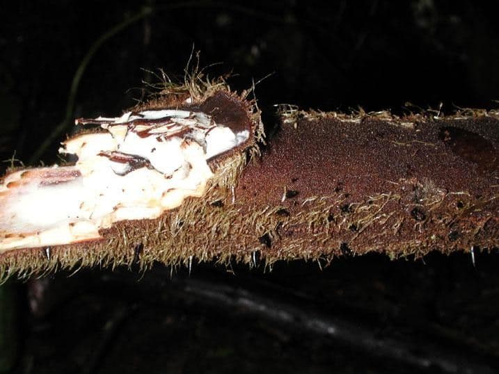 Alsophila 18
