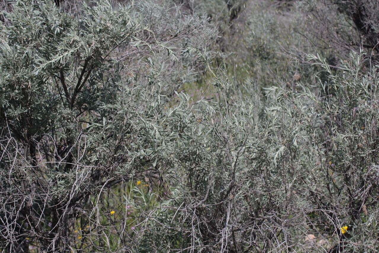 Artemisia tridentata 22