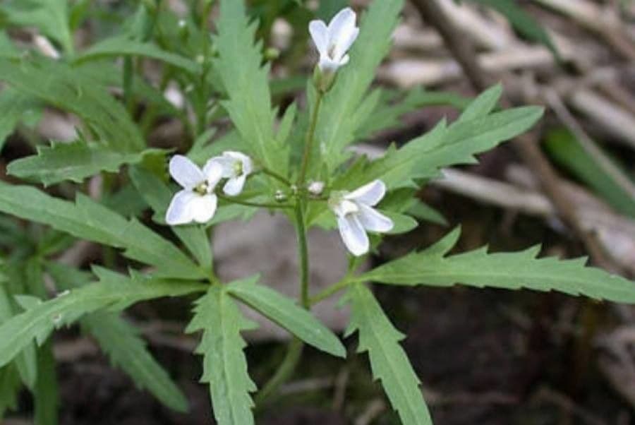 Dentaria concatenata 2