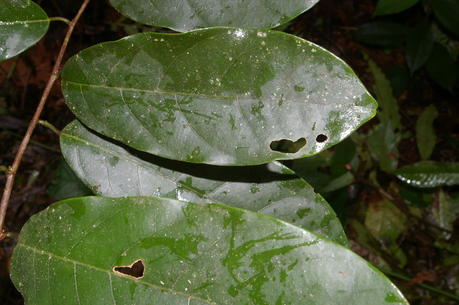 Passiflora 9