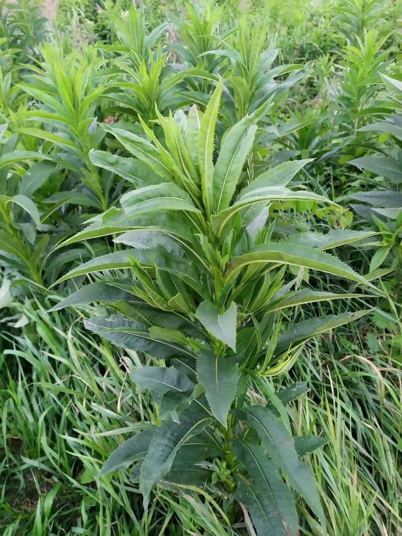 Senecio sarracenico 12