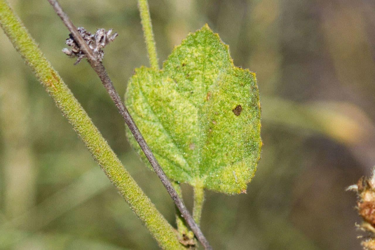 Malacothamnus densiflorus 4