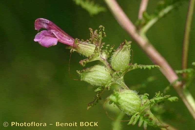 Pedicolare palude