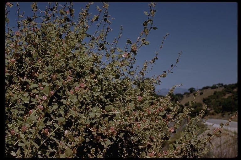 Malacothamnus