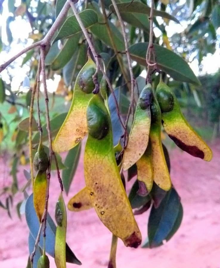 Machaerium acutifolium
