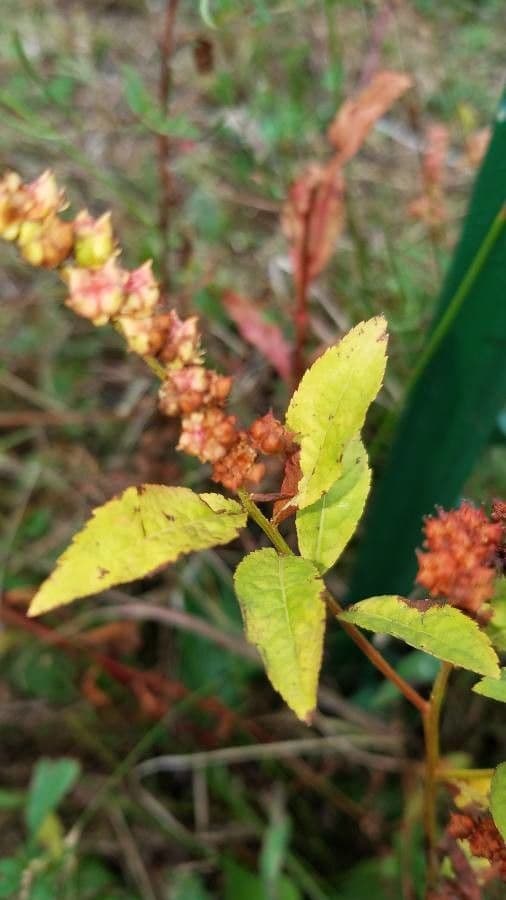 Penthorum sedoides 15
