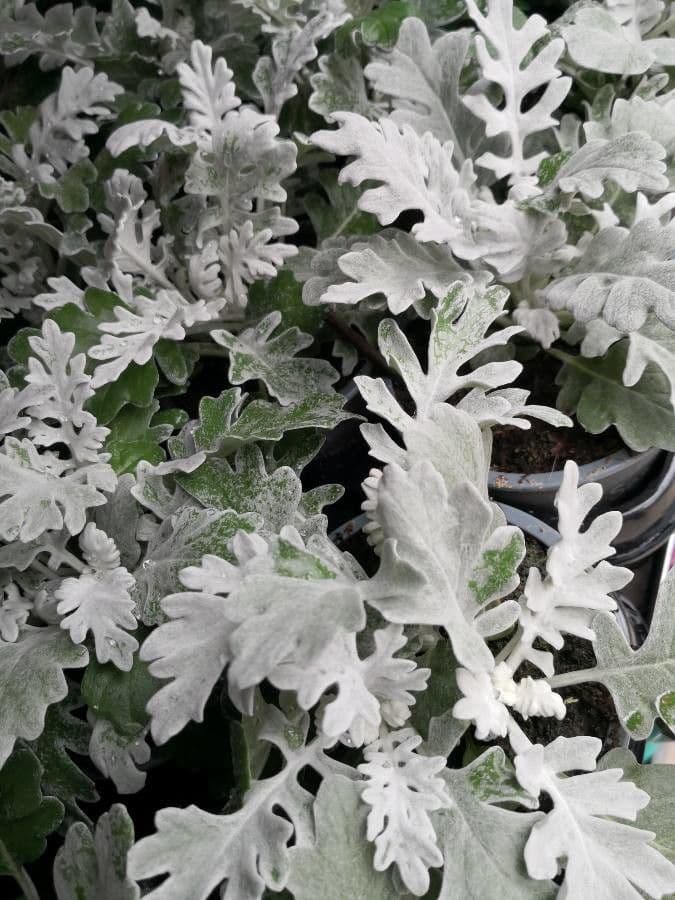 Senecione marittimo 4