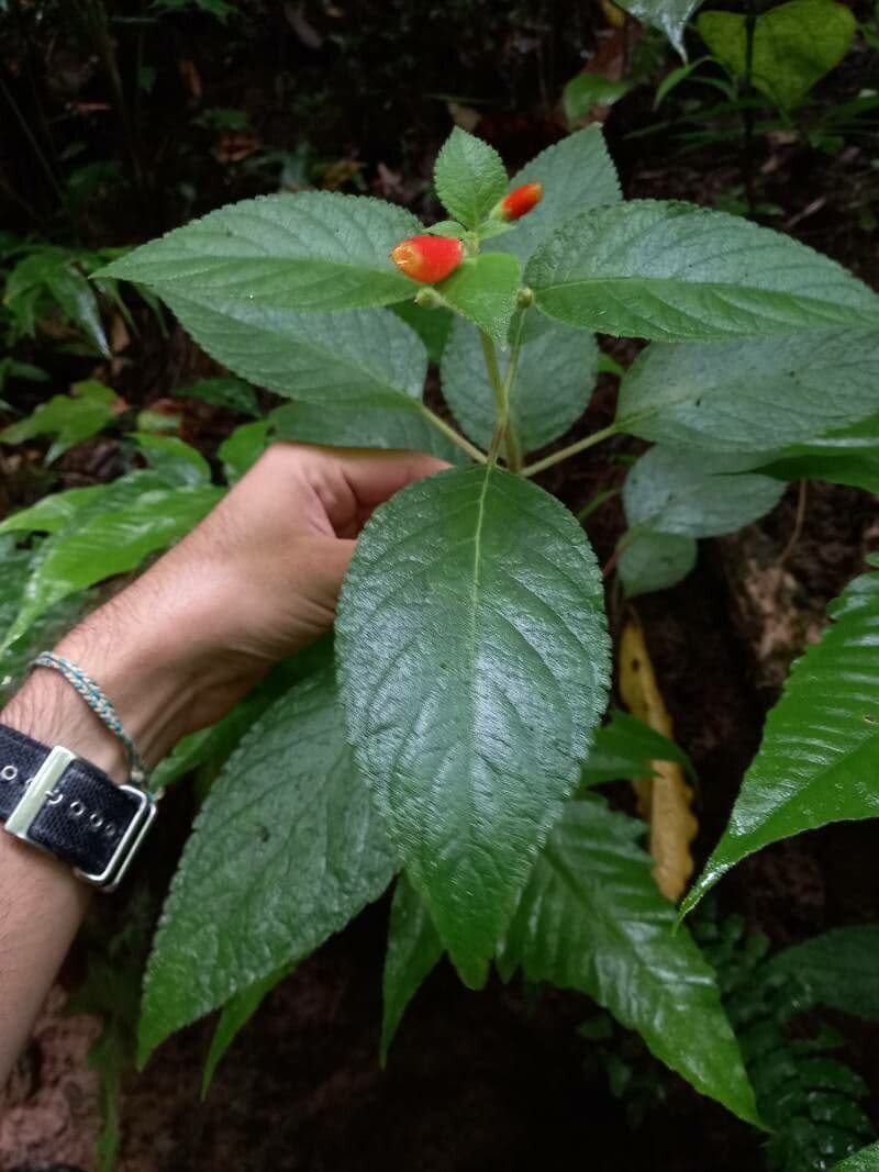 Kohleria 12