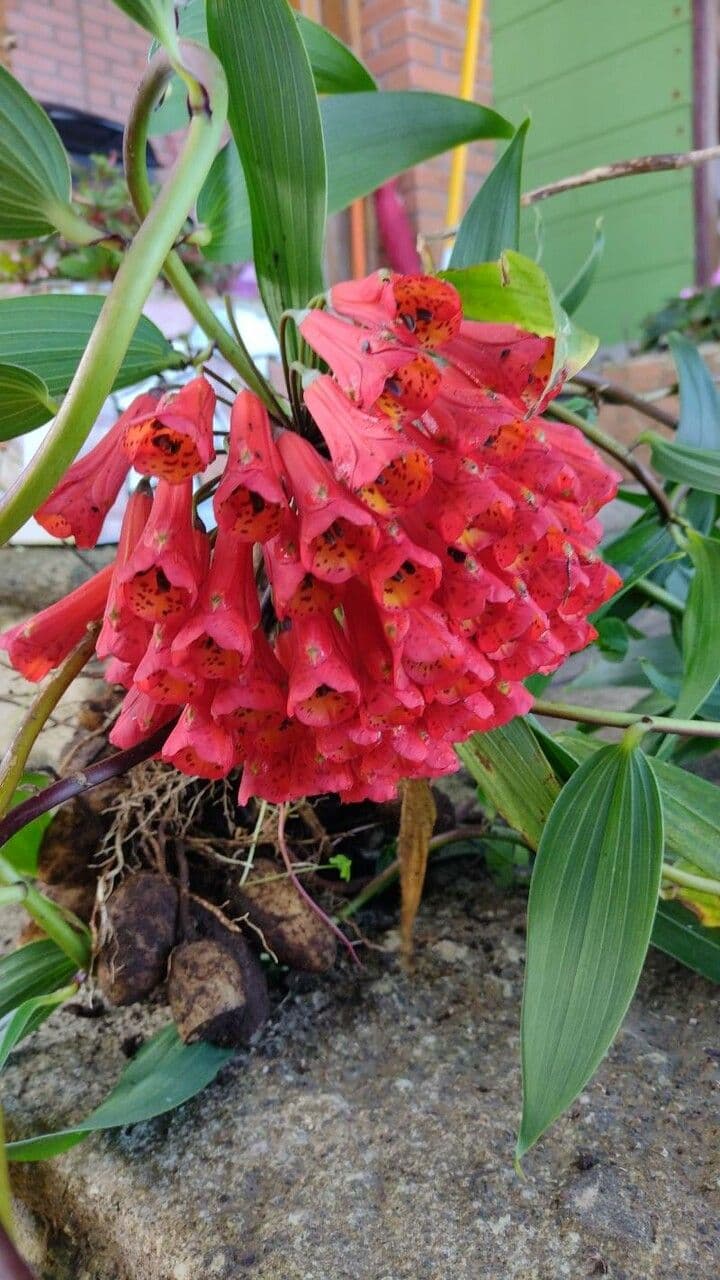 Bomarea 6
