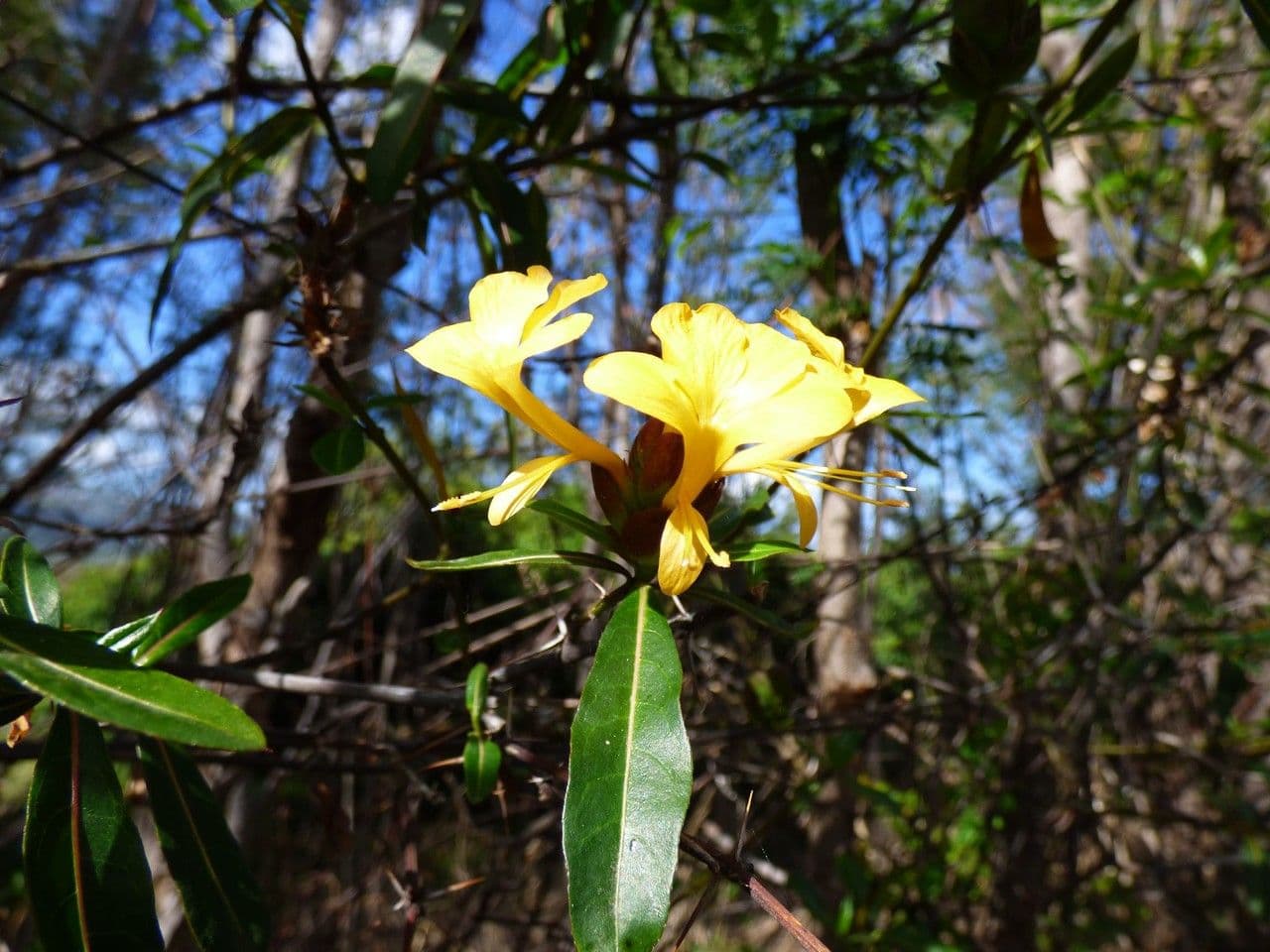 Barleria a cono di luppolo 7