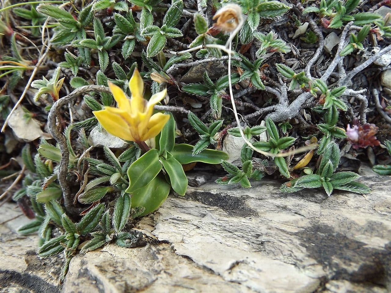 Gentiana occidentalis 7