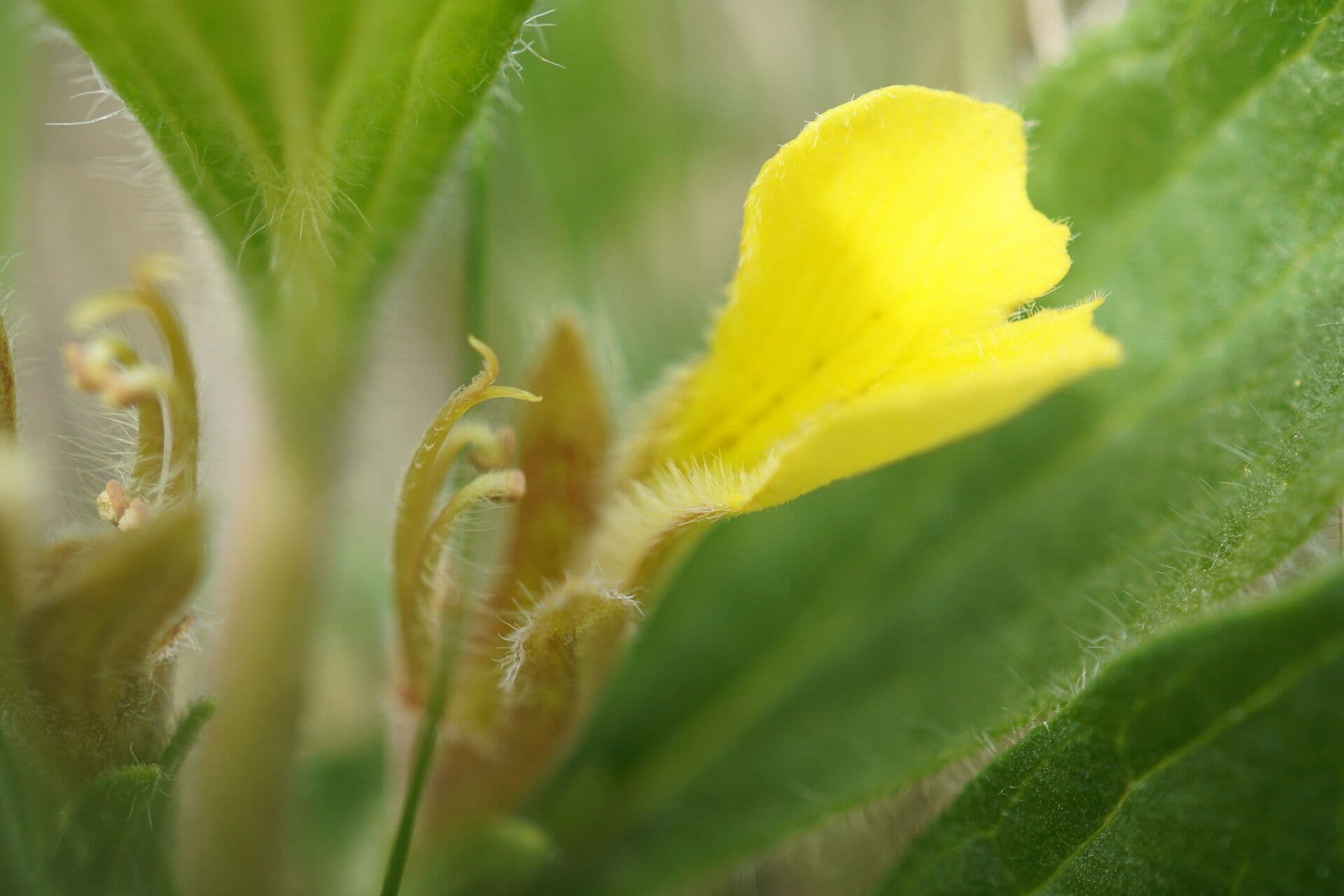 Ajuga