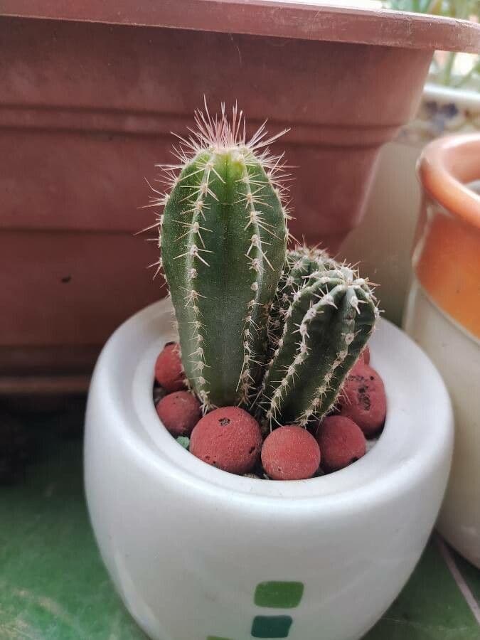 Polaskia 9