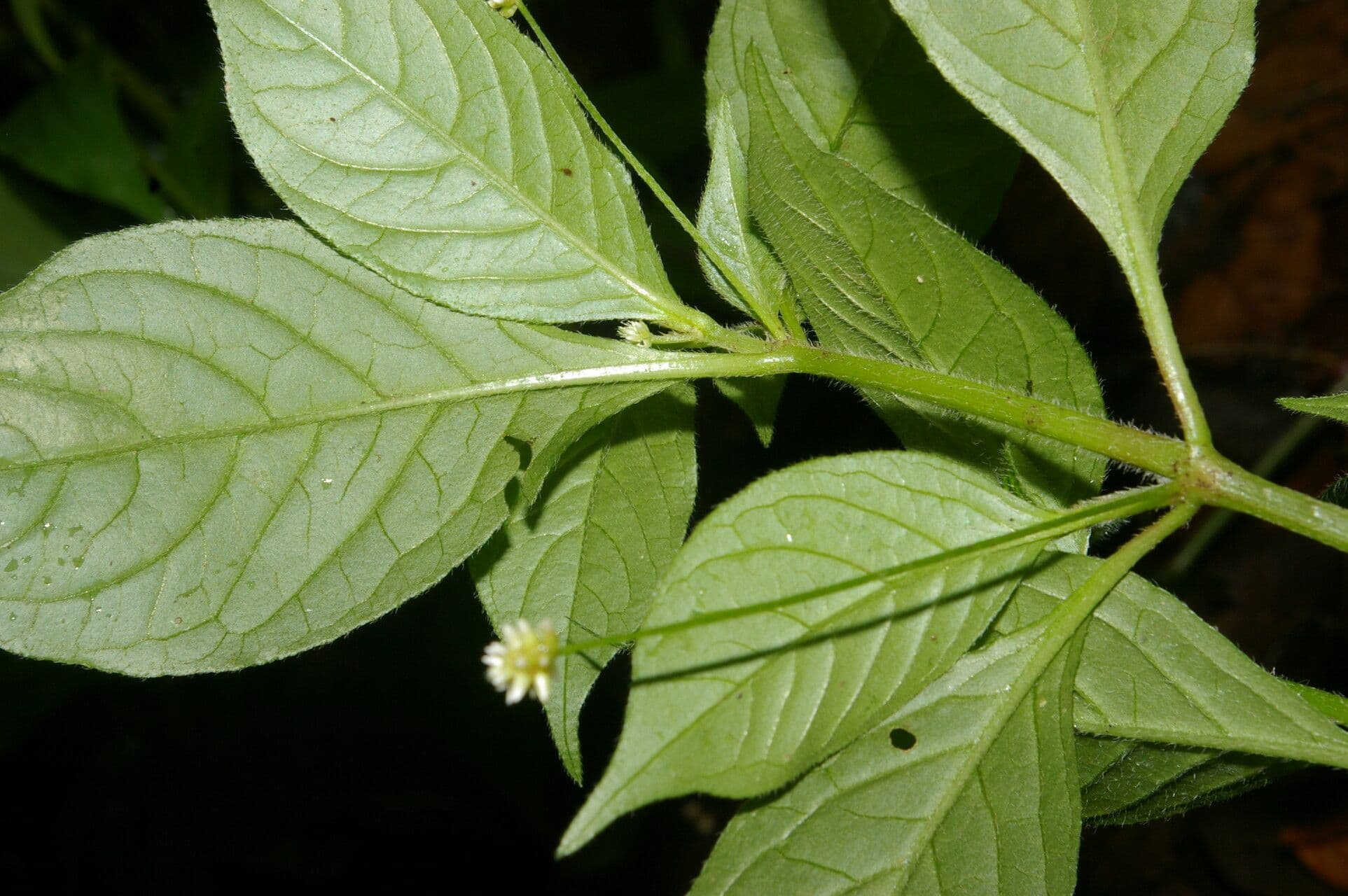 Alternanthera 5