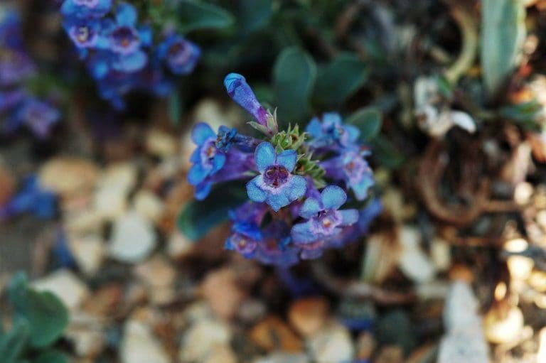 Penstemon 2