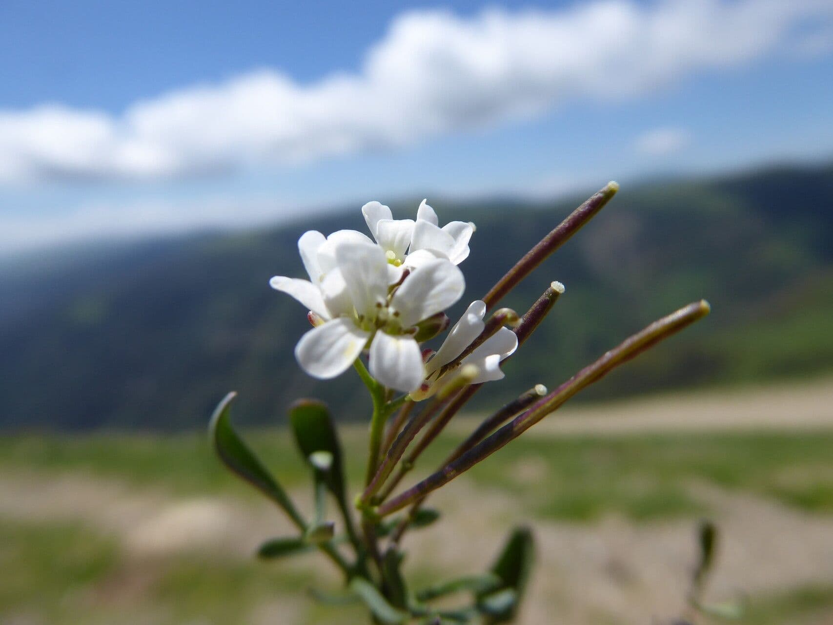 Arabis ciliata 4