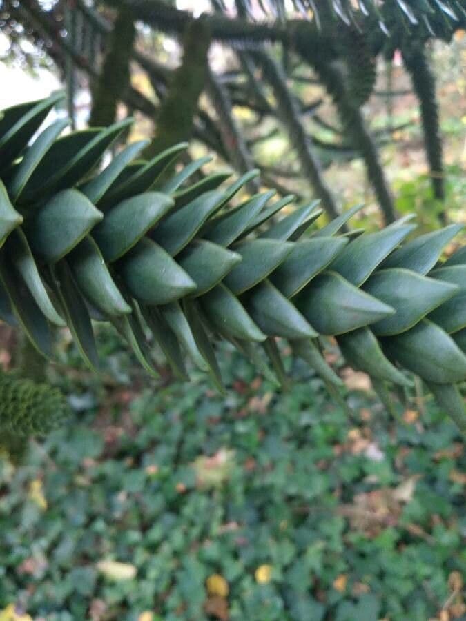 Aracauaria 19